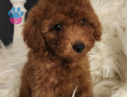 Veteriner teknikerinden ırk ve sağlık garantili Toy Poodle