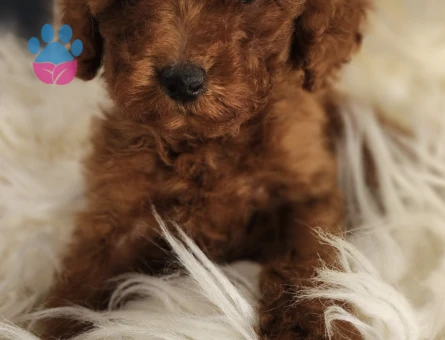 Veteriner teknikerinden dişi toy Poodle