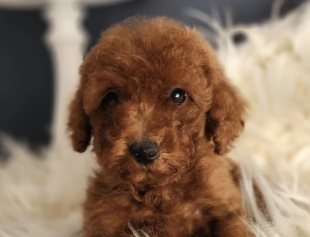 Veteriner teknikerinden dişi toy Poodle - 5167