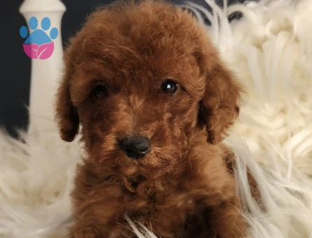 Veteriner teknikerinden dişi toy Poodle