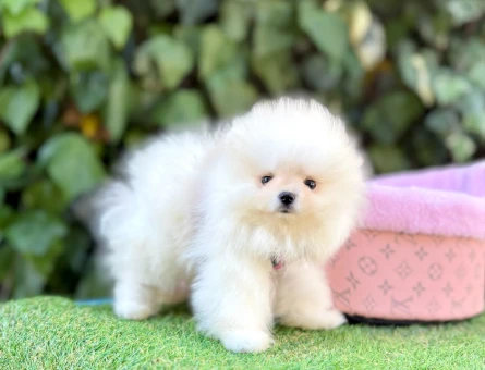PANDA SURAT POMERANİAN BOO - 5169