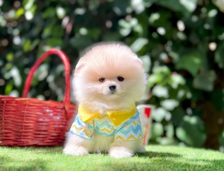 POMERANİAN BOO YAVRUMUZ - 5170