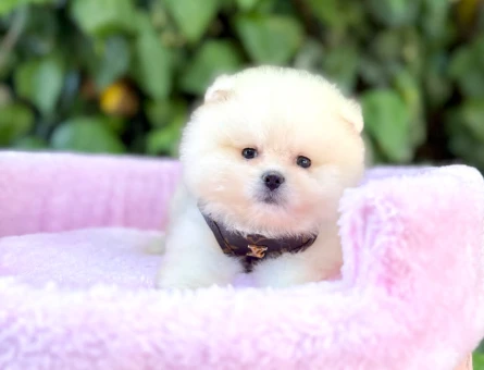 TADDY BEAR POMERANİAN BOO - 5171