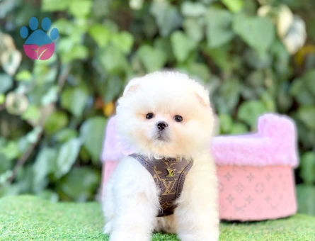 TADDY BEAR POMERANİAN BOO