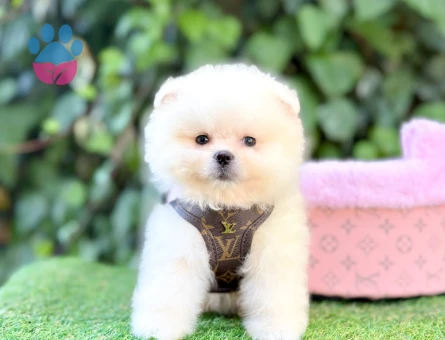 TADDY BEAR POMERANİAN BOO
