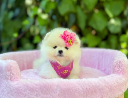 TEACUP POMERANİAN BOO YAVRUMUZ - 5172