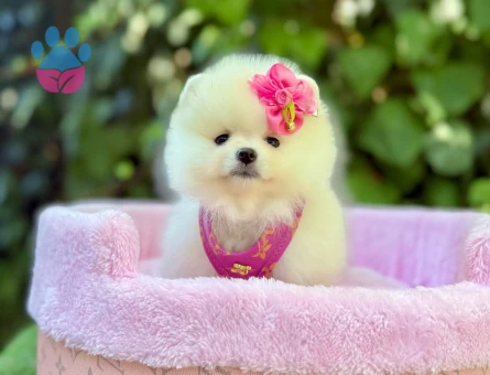 TEACUP POMERANİAN BOO YAVRUMUZ