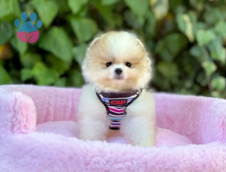 DÜNYALAR GÜZELİ POMERANİAN BOO YAVRUMUZ