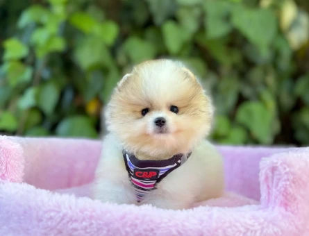 DÜNYALAR GÜZELİ POMERANİAN BOO YAVRUMUZ - 5173