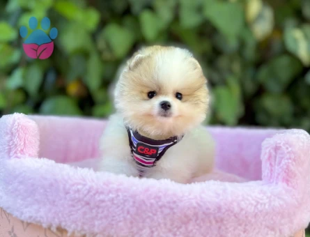 DÜNYALAR GÜZELİ POMERANİAN BOO YAVRUMUZ