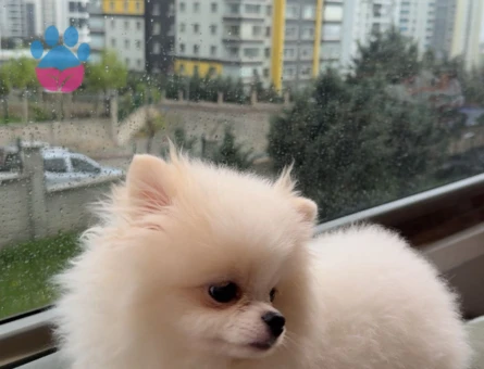 Pomeranian Boo 7 Aylık