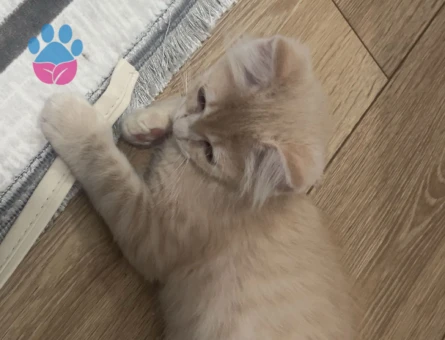 2 Aylık Ankara Kedisi Ücretsiz Yuva Arıyor