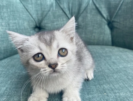 British Shorthair 2 Aylık Dişi ve Erkek Yavrular - 5184