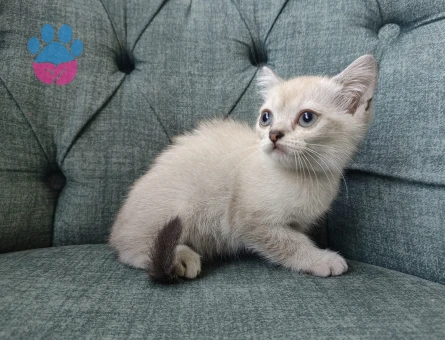 British Shorthair 2 Aylık Dişi ve Erkek Yavrular