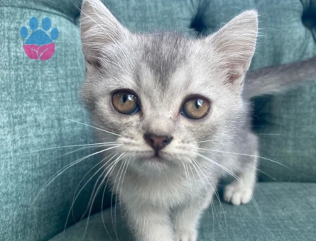 British Shorthair 2 Aylık Dişi ve Erkek Yavrular