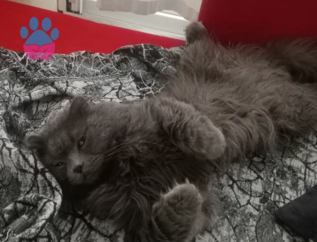 British Shorthair Kedim Yuva Arıyor