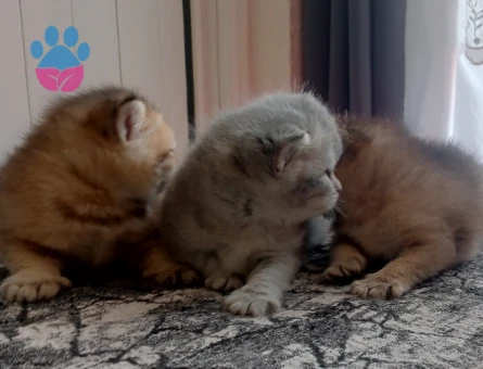 British Shorthair Kedim Yuva Arıyor