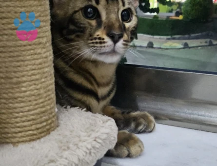 Full secereli Bengal Yavrular