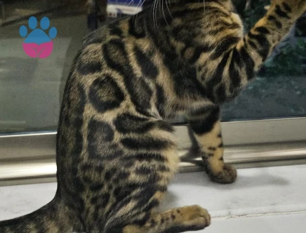 Full secereli Bengal Yavrular