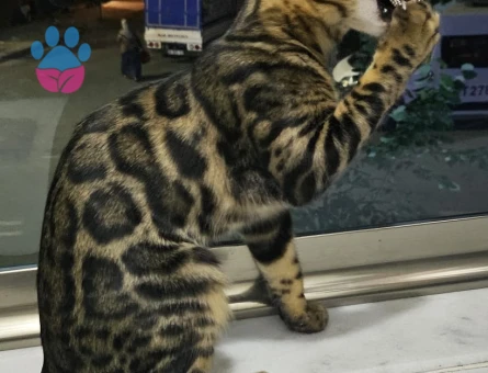 Full secereli Bengal Yavrular