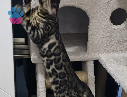 Full secereli Bengal Yavrular