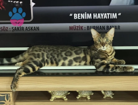 Full secereli Bengal Yavrular