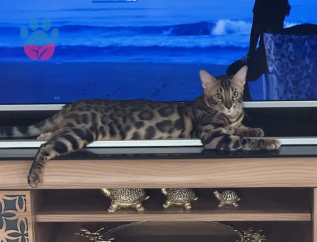 Full secereli Bengal Yavrular