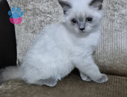 Safkan oğlumuz kalıcı yuvasını arıyor