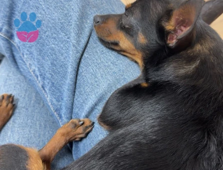 Pinscher yavru