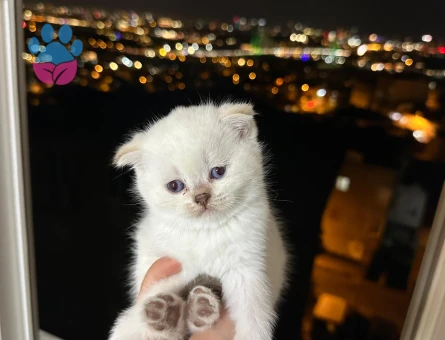 Scottish Fold Yavrular Dişi - 6791 - Görsel 4