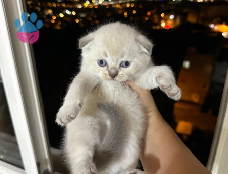 Scottish Fold Yavrular Dişi - 6791 - Görsel 5