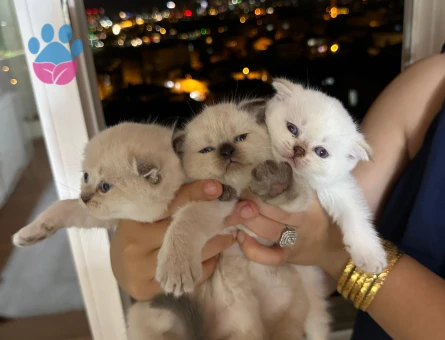Scottish Fold Yavrular Dişi - 6791 - Görsel 3