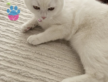 British Shorthair Pamuk 9 aylık - 6792 - Görsel 4