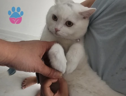 British Shorthair Pamuk 9 aylık - 6792 - Görsel 3