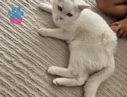 British Shorthair Pamuk 9 aylık - 6792 - Görsel 5