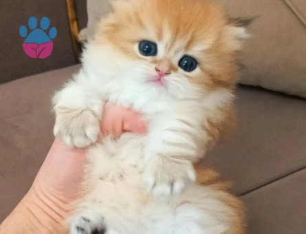 British Longhair Yavru | Renk:AY12 | 2 AYLIK - 4982 - Görsel 4
