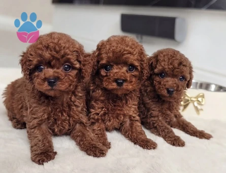 KORE KAN TOY POODLE YAVRULARI - 6793 - Görsel 3