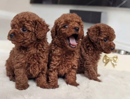 KORE KAN TOY POODLE YAVRULARI - 6793