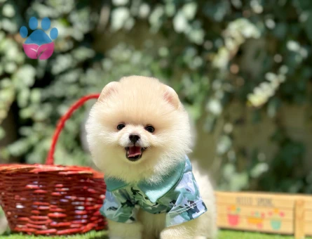 Pomeranian Boo Teddy Bear Ayi Surat Yavrularımız - 6798