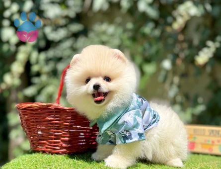 Pomeranian Boo Teddy Bear Ayi Surat Yavrularımız
