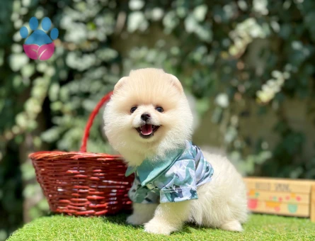 Pomeranian Boo Teddy Bear Ayi Surat Yavrularımız