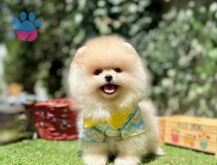 Boo Pomeranian Ayi Surat Ultra Mini Yavrularimiz