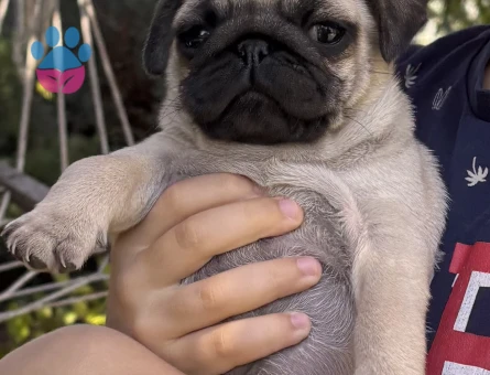 Yavru 3 aylık pug