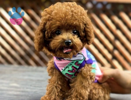BİBLO GİBİ KOREAN TOY POODLE YAVRULARI