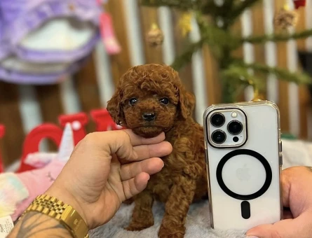 BİBLO GİBİ KOREAN TOY POODLE YAVRULARI - 6804