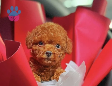 Tea Cup Poodle Bebekleri̇ Si̇zleri̇ bekliyor