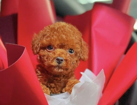 Tea Cup Poodle Bebekleri̇ Si̇zleri̇ bekliyor - 6806