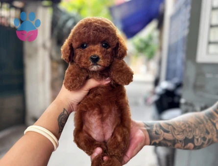 Kore bebeklerimiz mikro Poodle