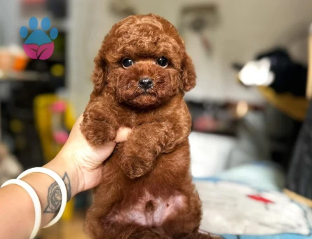 Kore bebeklerimiz mikro Poodle - 6807