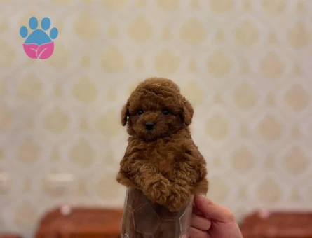 Pıtırcık bebeklerimiz Kore Poodle